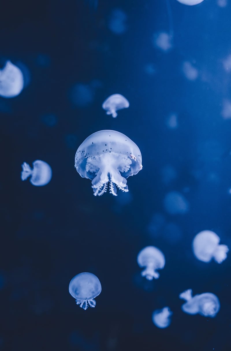 Underwater Magic